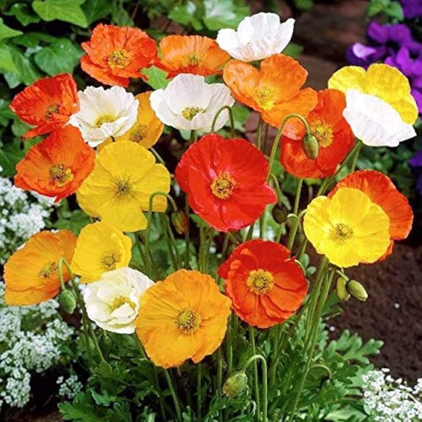 Gemischt Portulaca Blumensamen zur Aussaat – farbenfroh Schau – Traditionssorte & ohne Gentechnik Samen Hausgarten