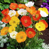 Gemischt Portulaca Blumensamen zur Aussaat – farbenfroh Schau – Traditionssorte & ohne Gentechnik Samen Hausgarten