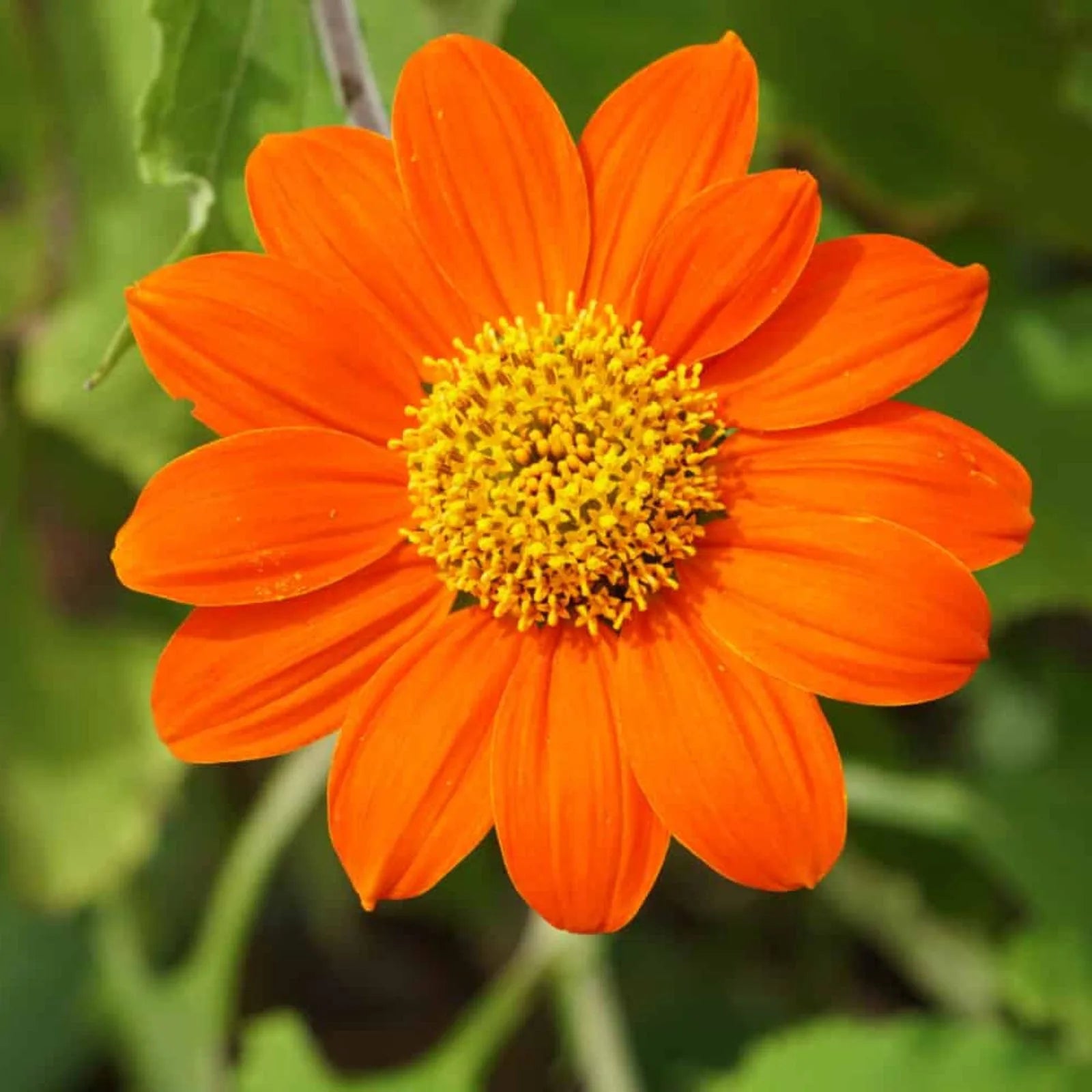 Tithonia Blumensamen zur Aussaat Landhaus Garten wichtig Traditionssorte & ohne Gentechnik Samen Hausgarten