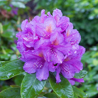 Lila Rhododendron Blumensamen zur Aussaat – Bestäuber freundlich – Traditionssorte & ohne Gentechnik Samen Hausgarten