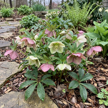 Lenzrosen Samen Helleborus fuer Garten