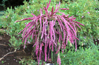 Violett Lepismium Blumensamen zur Aussaat – robust Sorte – Traditionssorte & ohne Gentechnik Samen Hausgarten