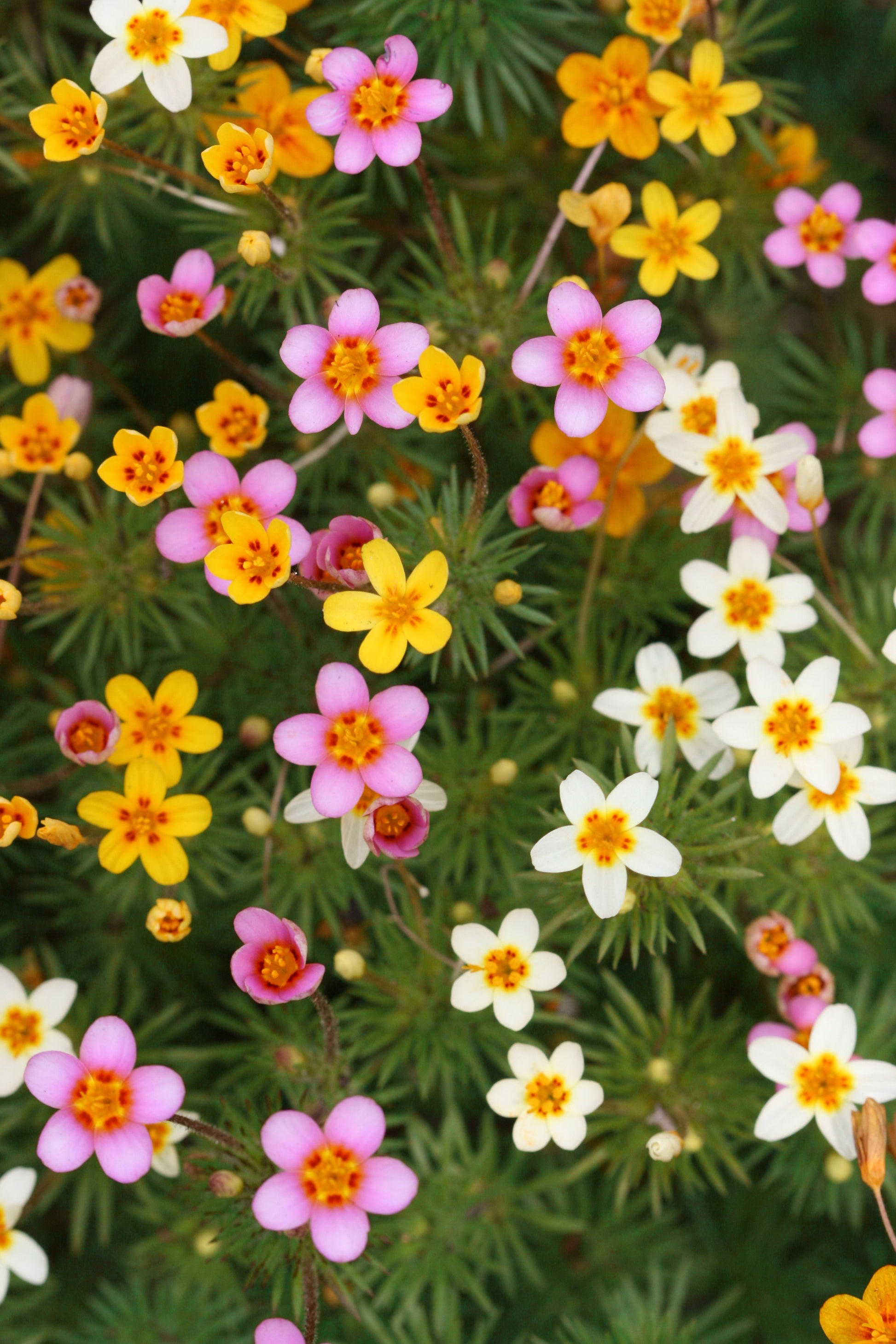 Mischung Leptosiphon Blumensamen zur Aussaat – pflegeleicht – Traditionssorte & ohne Gentechnik Samen Hausgarten