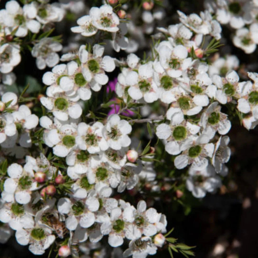 Weiß Leptospermum Citratum Baum Aussaat Samen Wuchs und duftend Blüten Garten