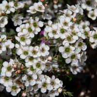 Weiß Leptospermum Citratum Baum Aussaat Samen Wuchs und duftend Blüten Garten