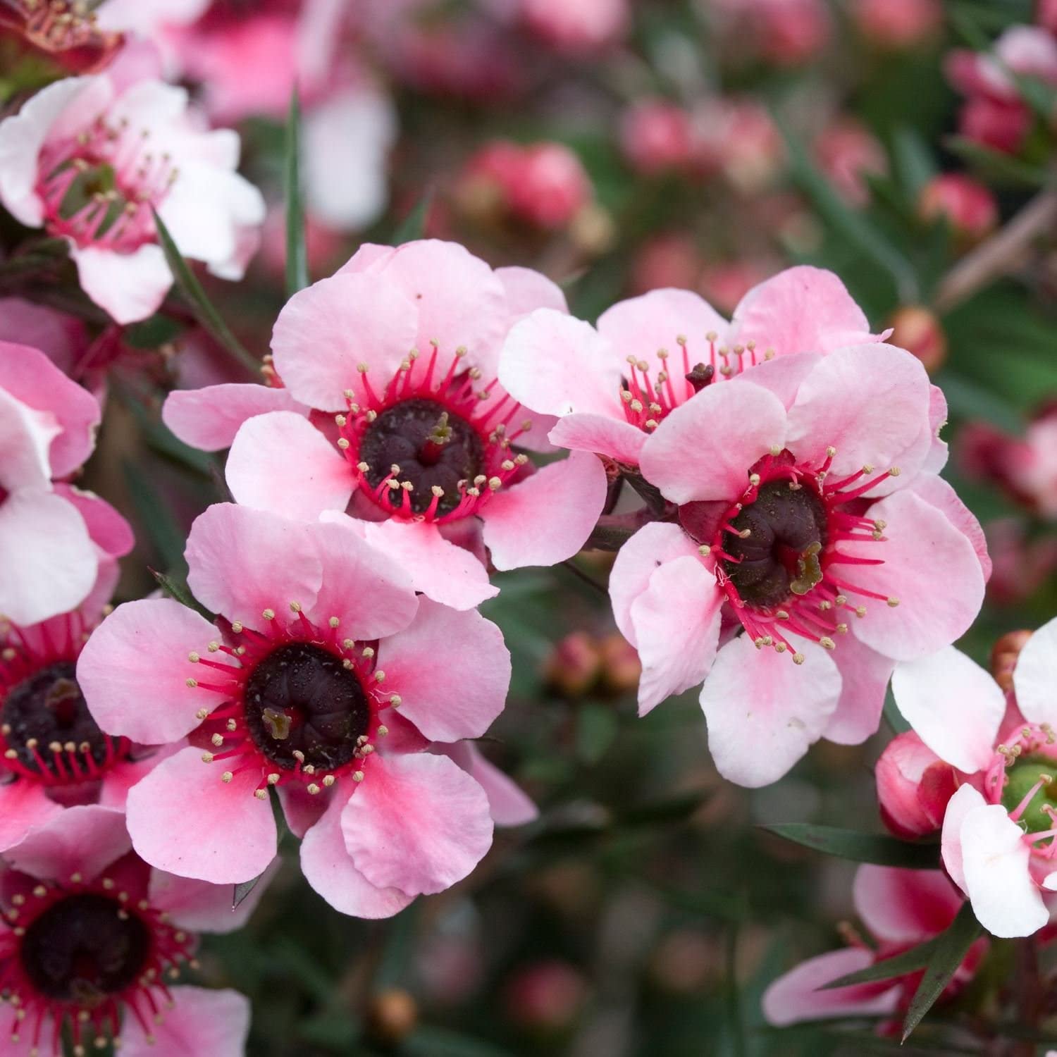 Leptospermum Scoparium Blumensamen zur Aussaat robust Sorte Traditionssorte & ohne Gentechnik Samen Hausgarten