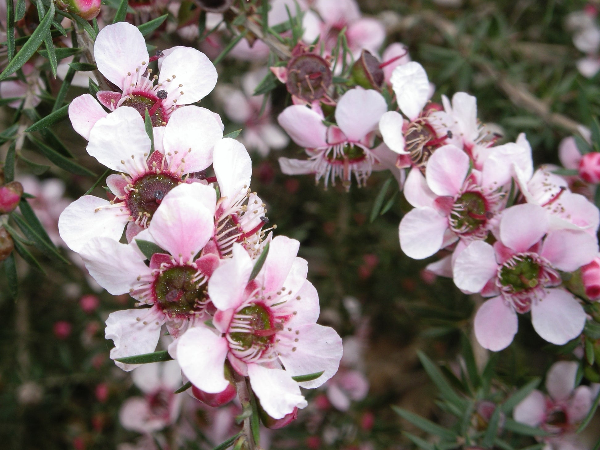 Leptospermum Scoparium Blumensamen zur Aussaat robust Sorte Traditionssorte & ohne Gentechnik Samen Hausgarten
