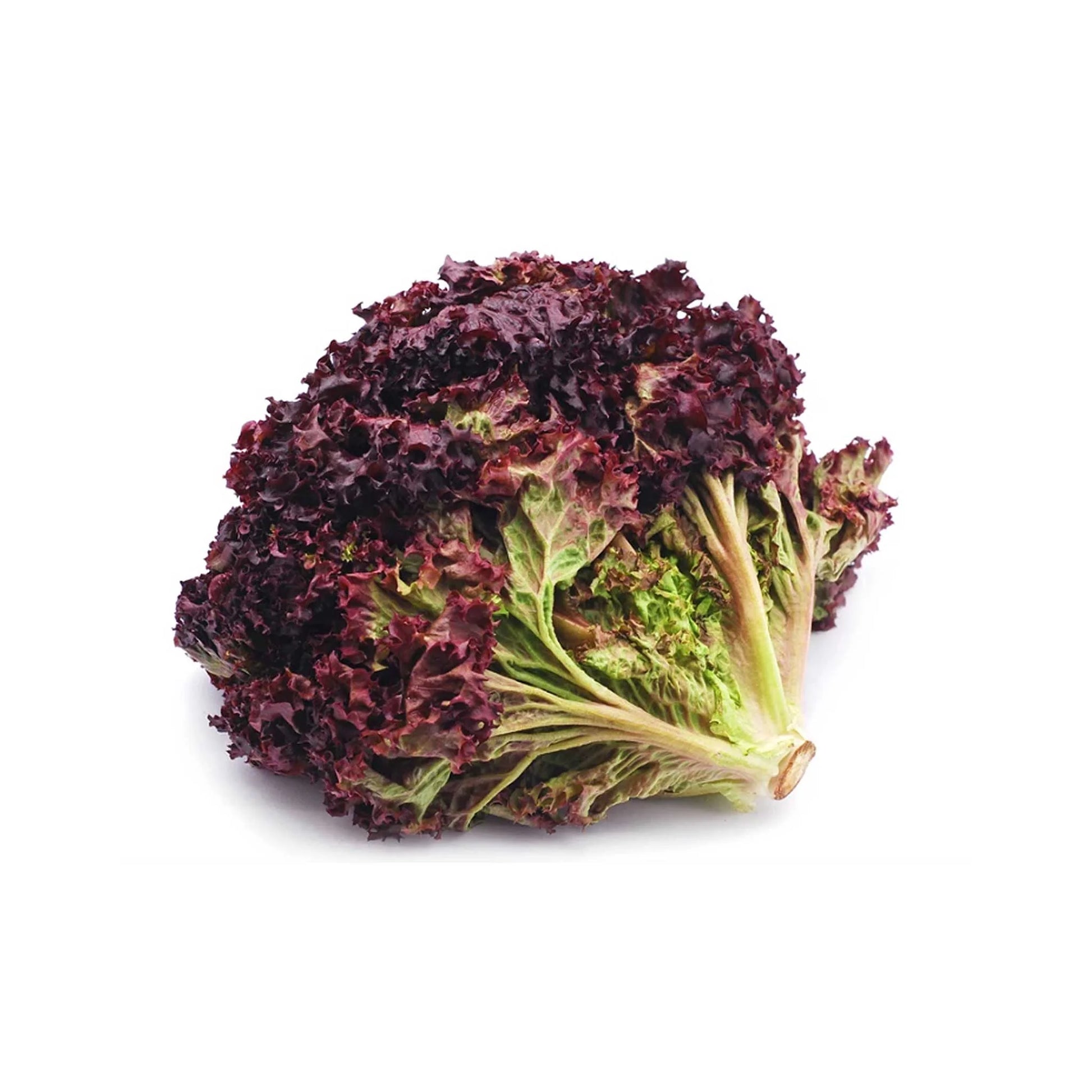 Schwarz Lettuce Samen - Ideal zum Pflanzen