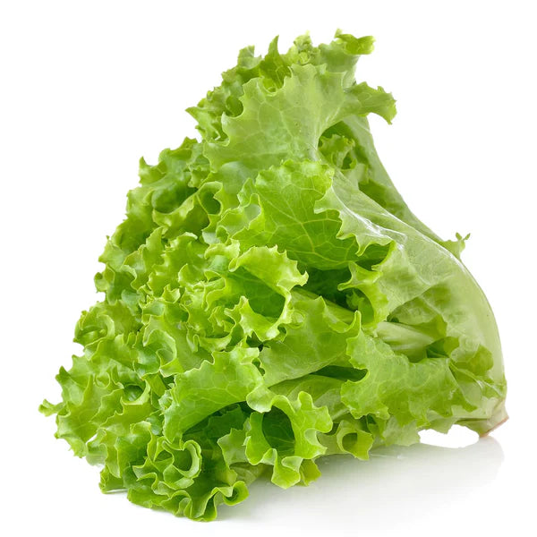Lettuce Gemüse Samen zum Pflanzen