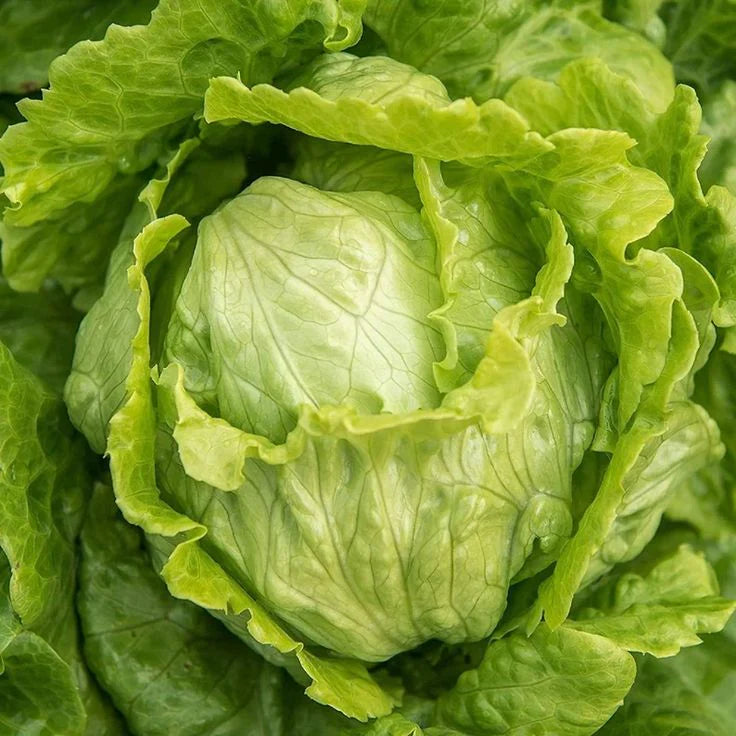 Grün Iceberg Gemüsesamen  zur Aussaat – Landhaus Garten wichtig – Traditionssorte & ohne Gentechnik Samen Hausgarten