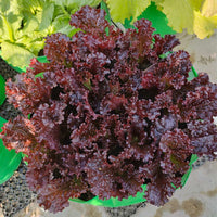 Rot Lettuce Samen zum Pflanzen  Fresh Garden Gemüses