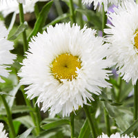 Weiß Leucanthem Blumensamen zur Aussaat – saisonal Dauerblüher – Traditionssorte & ohne Gentechnik Samen Hausgarten