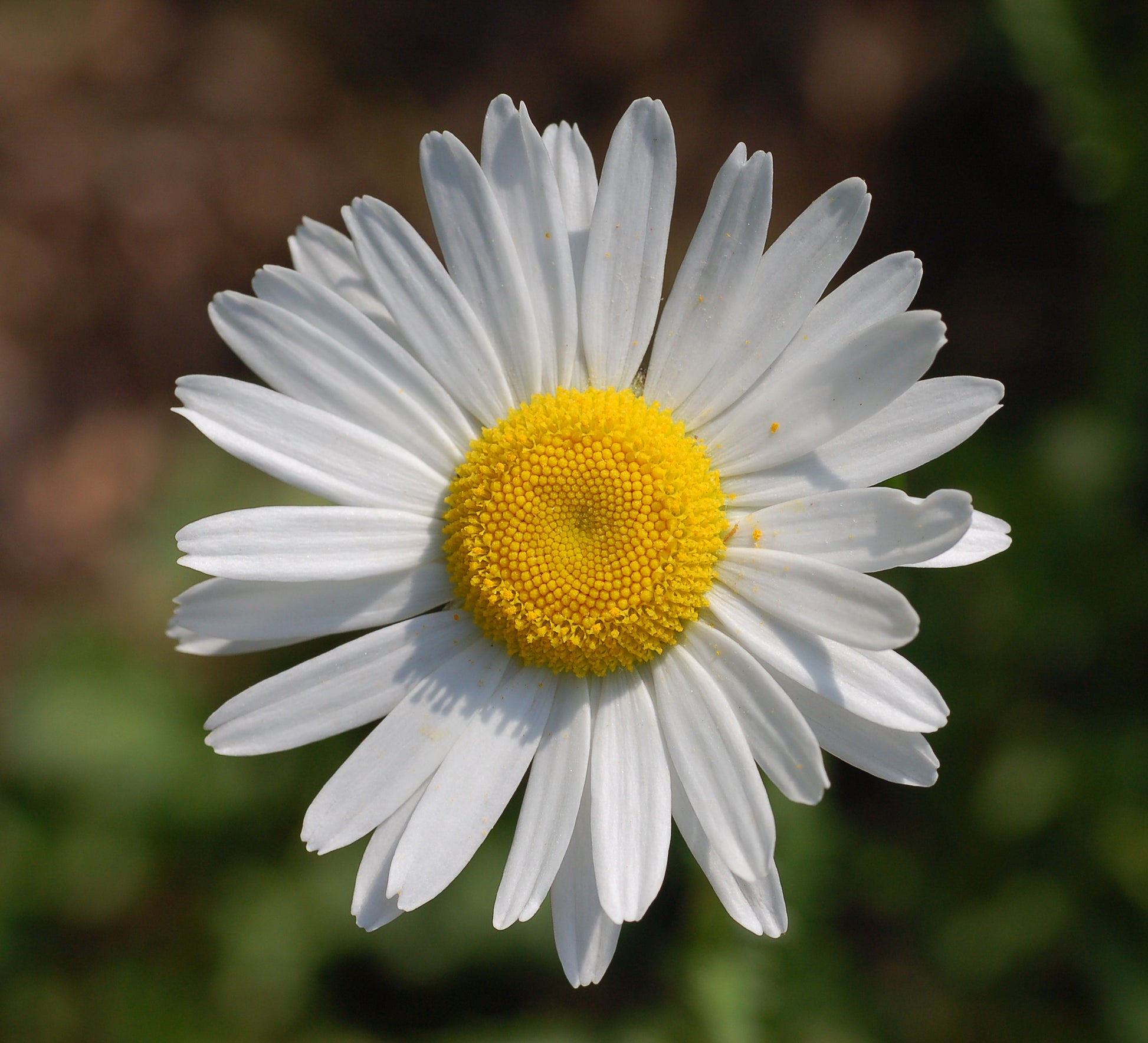 Weiß Leucanthemum Blumen – Samen Flourishing Blüten