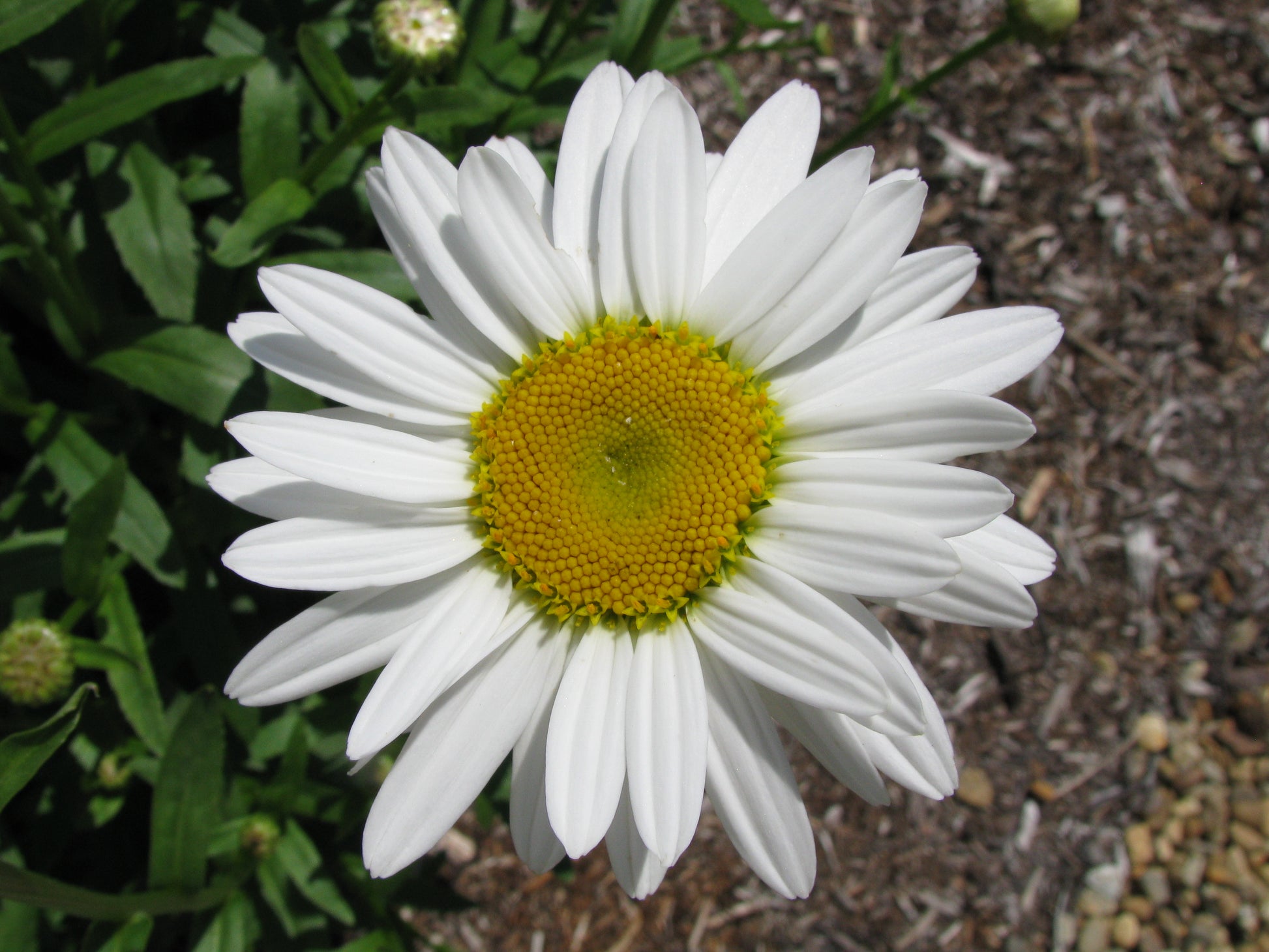 Weiß Leucanthem Blumensamen zur Aussaat – saisonal Dauerblüher – Traditionssorte & ohne Gentechnik Samen Hausgarten