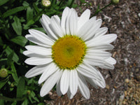 Weiß Leucanthem Blumensamen zur Aussaat – saisonal Dauerblüher – Traditionssorte & ohne Gentechnik Samen Hausgarten