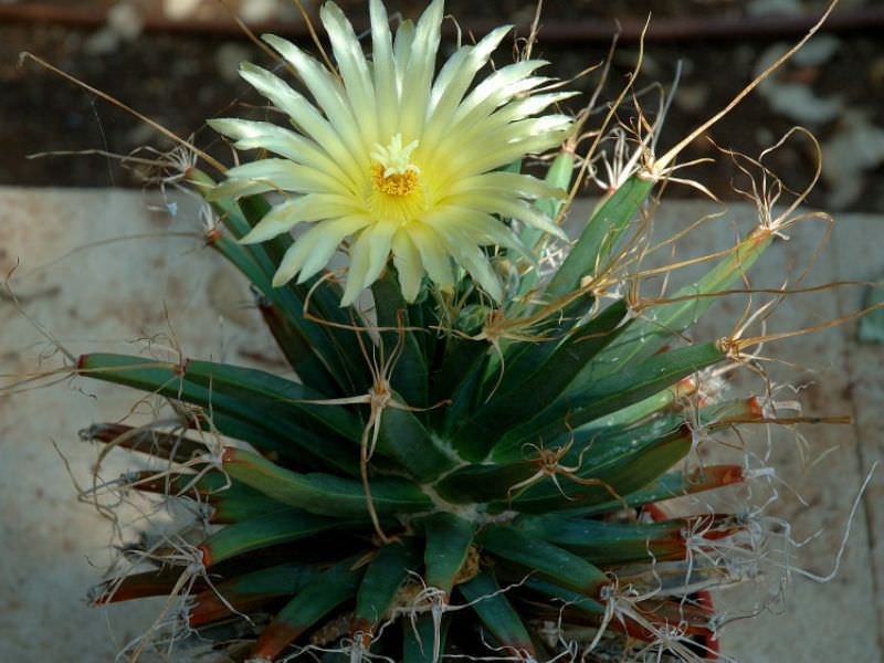 Gelb Leuchtenbergia Pflanze Samen zur Aussaat