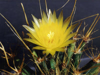 Gelb Leuchtenbergia Blumensamen zur Aussaat – leuchtend Blüten – Traditionssorte & ohne Gentechnik Samen Hausgarten