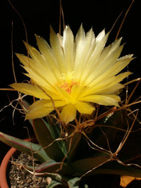 Gelb Leuchtenbergia Blumensamen zur Aussaat – leuchtend Blüten – Traditionssorte & ohne Gentechnik Samen Hausgarten