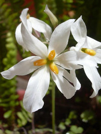 Weiß Leucocoryne Blumensamen zur Aussaat – lang Blüte Saison – Traditionssorte & ohne Gentechnik Samen Hausgarten