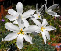 Weiß Leucocoryne Blumensamen zur Aussaat – lang Blüte Saison – Traditionssorte & ohne Gentechnik Samen Hausgarten