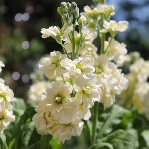 Weiß Levkoje Incana Blumensamen zur Aussaat lang Blüte Saison Traditionssorte & ohne Gentechnik Samen Hausgarten