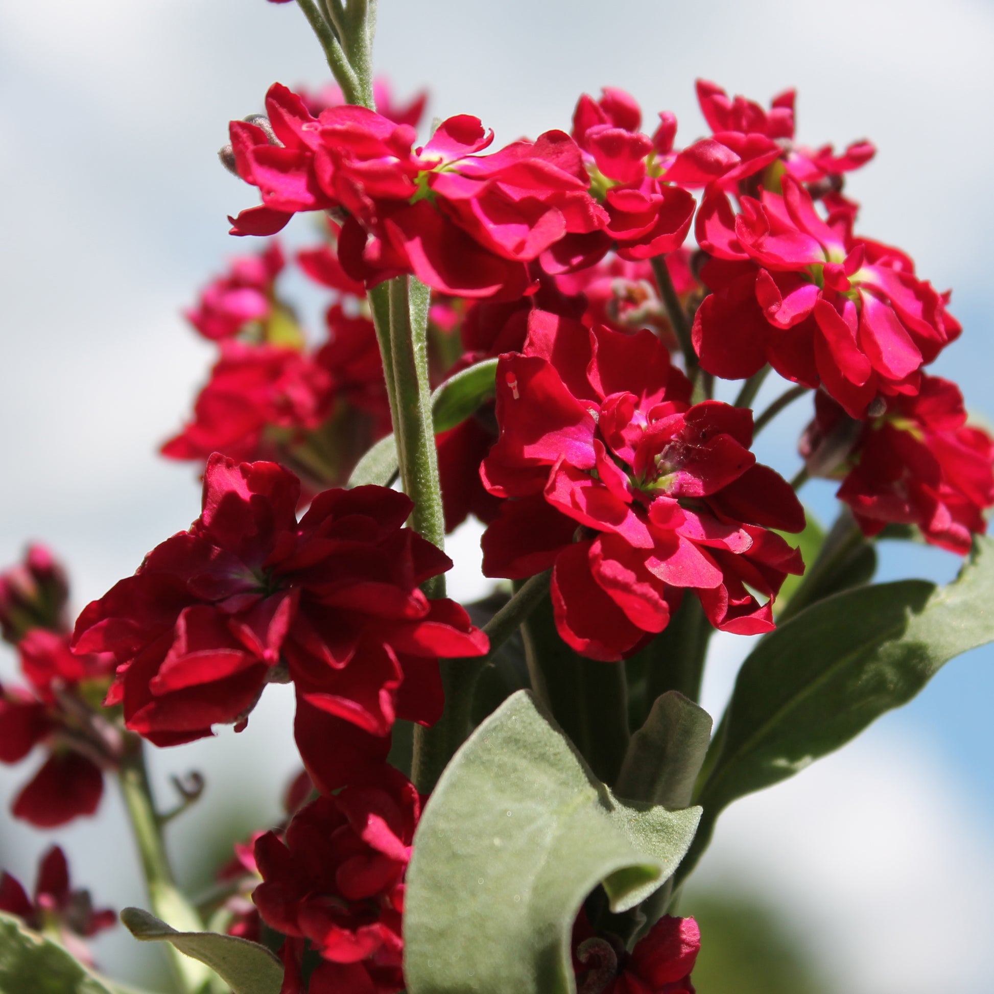 Rot Levkoje Incana Blumensamen – Blumensamen zur Aussaat farbenfroh Schau Traditionssorte & ohne Gentechnik Samen Hausgarten
