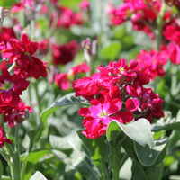 Rot Levkoje Incana Blumensamen – Blumensamen zur Aussaat farbenfroh Schau Traditionssorte & ohne Gentechnik Samen Hausgarten