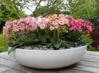 Gemischt Lewisia Blume Samen zur Aussaat – leuchtend mehrjährige Blüten für wunderschöne Gärten