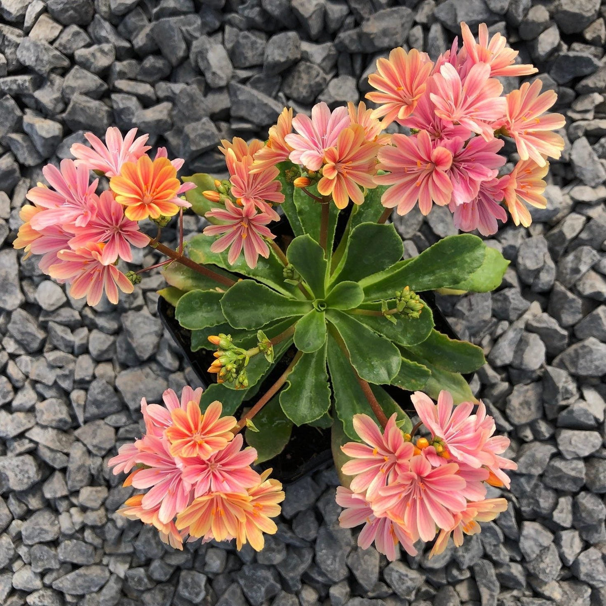 Lewisia cotyledon blume samen for anpflanzung sun loving heirloom & gmo free samen for home garten 
 
 sale for anpflanzung in home garten
