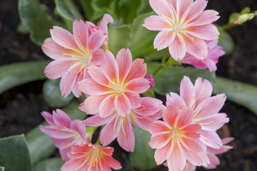 Lewisia Blumensamen zur Aussaat lang Blüte Saison Traditionssorte & ohne Gentechnik Samen Hausgarten