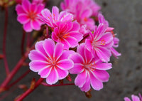 Lewisia Rosa Blumensamen zur Aussaat – farbenfroh mehrjährige Blüten