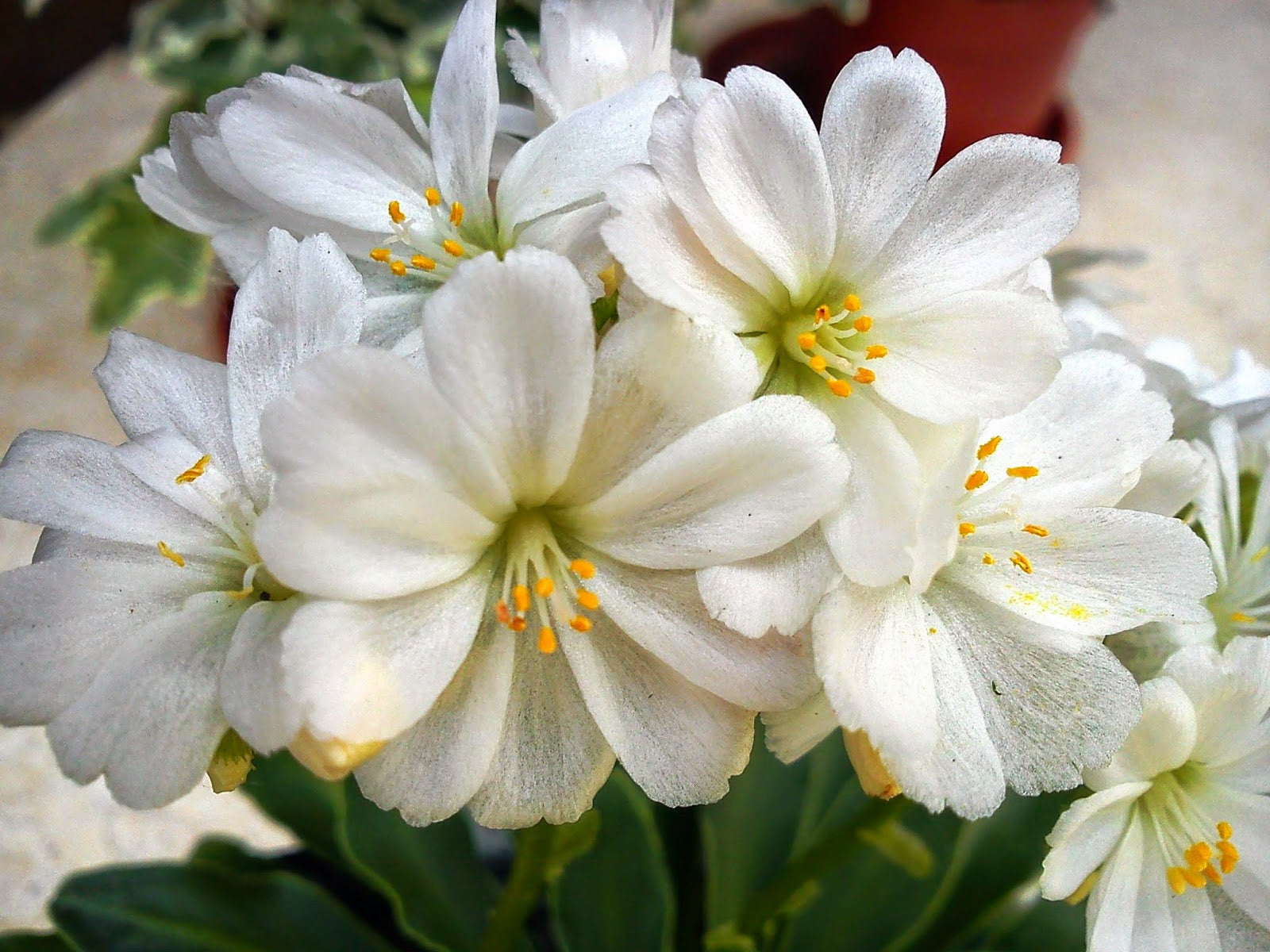 Weiß Nevada Lewisia Blumensamen zur Aussaat – Anzucht – Traditionssorte & ohne Gentechnik Samen Hausgarten