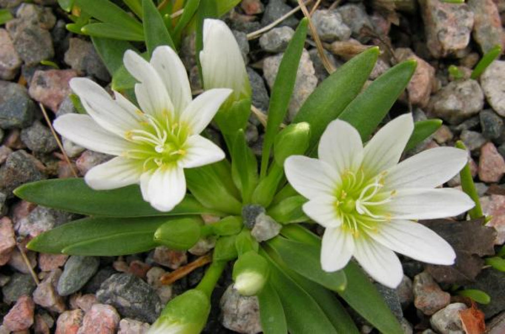 Weiß Nevadensis Blumensamen zur Aussaat – farbenfroh Schau – Traditionssorte & ohne Gentechnik Samen Hausgarten