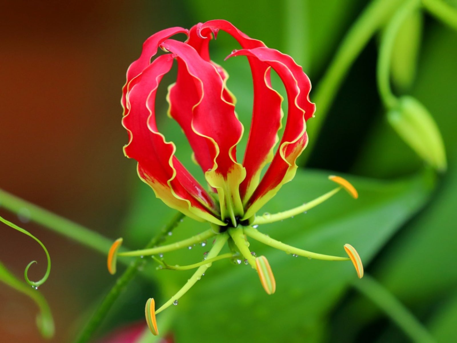 Gelb Rot Gloriosa Superba Blume Samen zur Aussaat