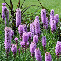 Liatris Spicata Blumensamen zur Aussaat leuchtend Blüten Traditionssorte & ohne Gentechnik Samen Hausgarten