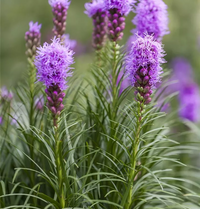 Prachtscharte Blumensamen zur Aussaat Bestäuber freundlich Traditionssorte & ohne Gentechnik Samen Hausgarten