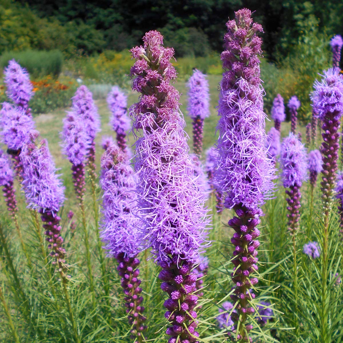 Lila Liatris Spicata Blumensamen zur Aussaat – pflegeleicht – Traditionssorte & ohne Gentechnik Samen Hausgarten