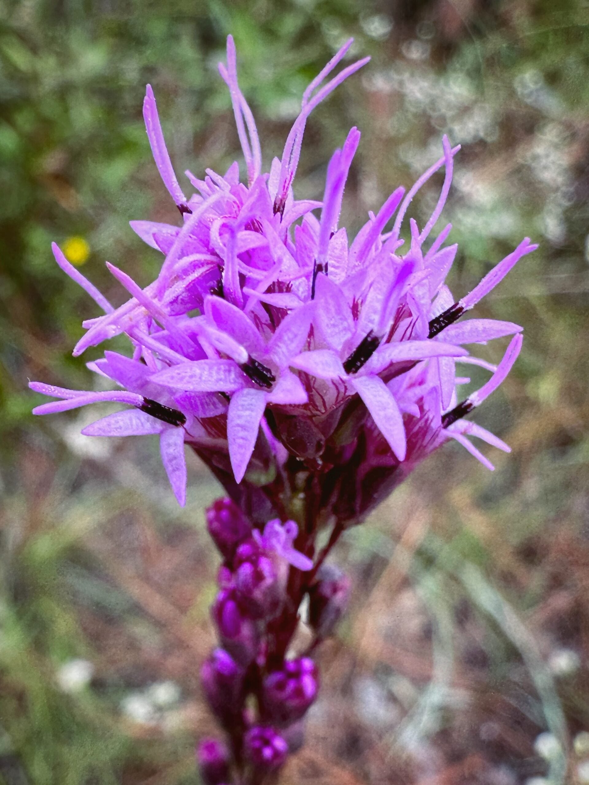 Violett Gayfeather Blumensamen – Blumensamen zur Aussaat – duftend Blüten – Traditionssorte & ohne Gentechnik Samen Hausgarten