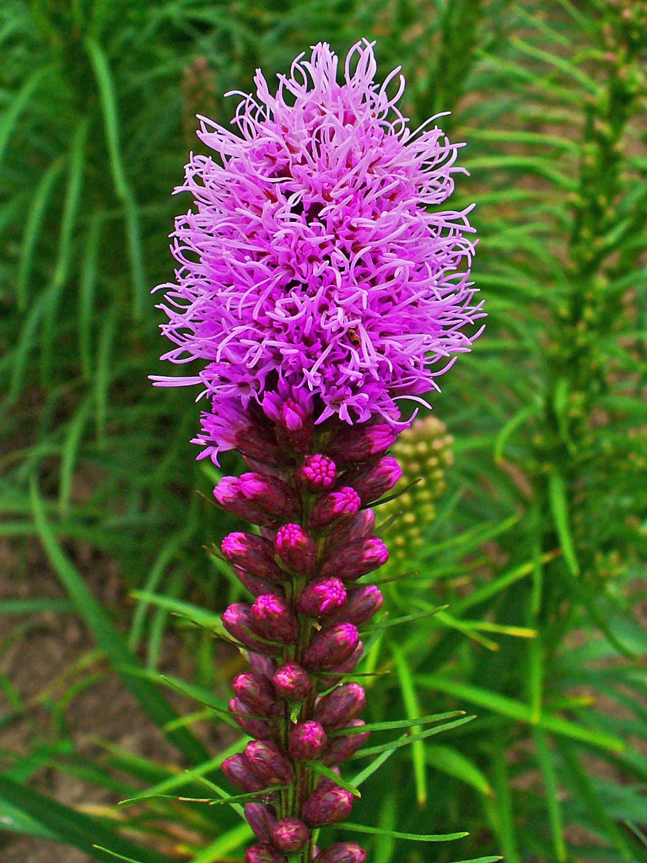 Liatris Spicata Blumensamen zur Aussaat leuchtend Blüten Traditionssorte & ohne Gentechnik Samen Hausgarten