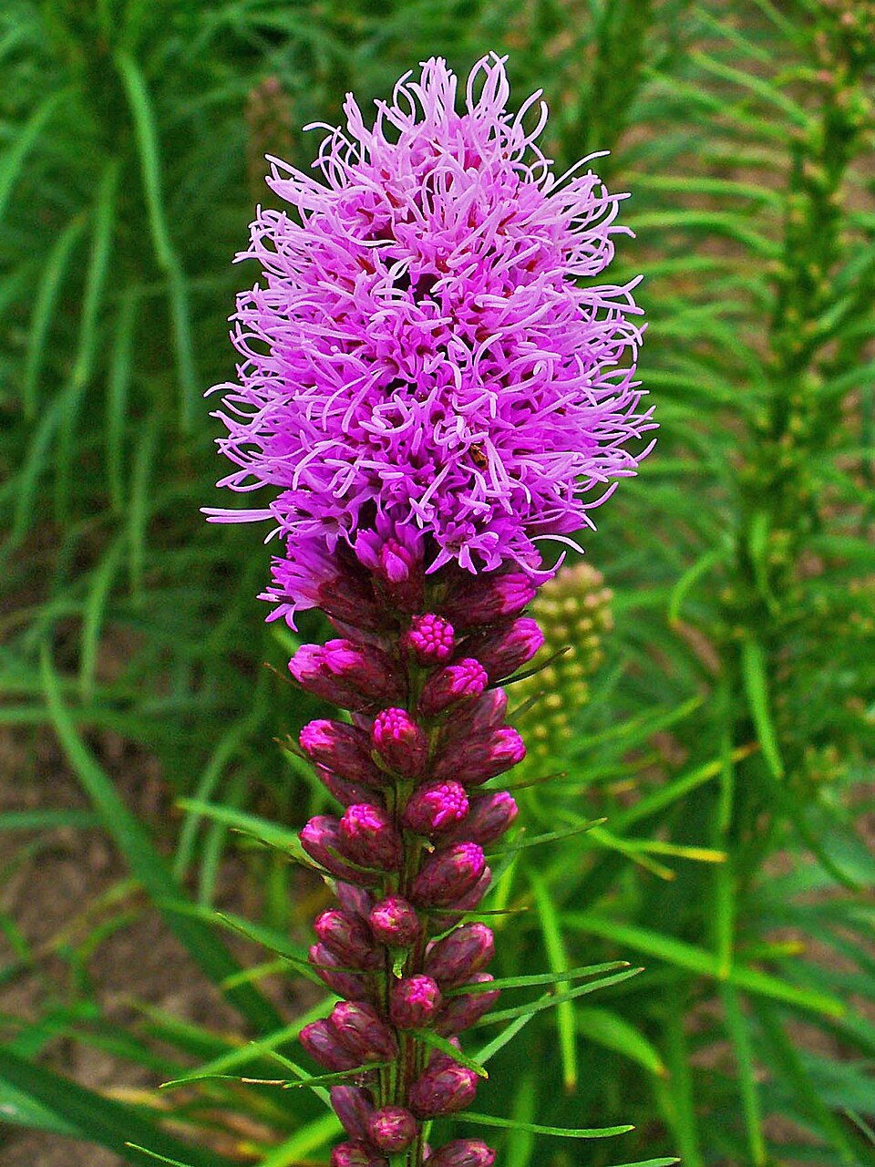 Liatris Blumensamen zur Aussaat leuchtend mehrjährige Blüten