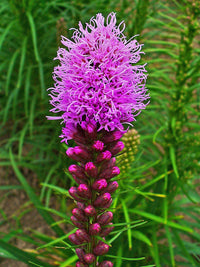 Liatris Blumensamen zur Aussaat leuchtend mehrjährige Blüten