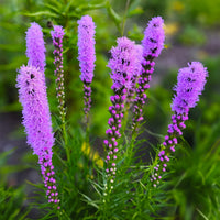 Lila Liatris Blumensamen zur Aussaat – farbenfroh Schau – Traditionssorte & ohne Gentechnik Samen Hausgarten