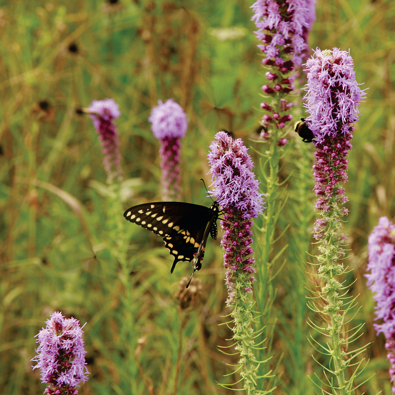 Prairie Blazing Star Blumensamen zur Aussaat sonnenliebend Traditionssorte & ohne Gentechnik Samen Hausgarten