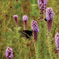 Prairie Blazing Star Blumensamen zur Aussaat sonnenliebend Traditionssorte & ohne Gentechnik Samen Hausgarten