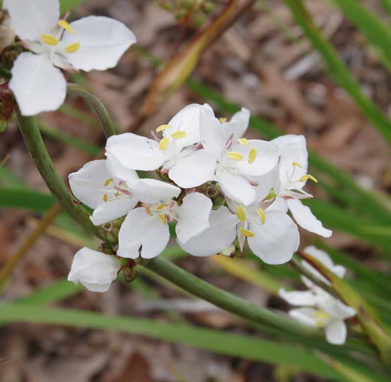 Weiß Libertia Blumensamen zur Aussaat – Halbschatten verträglich – Traditionssorte & ohne Gentechnik Samen Hausgarten