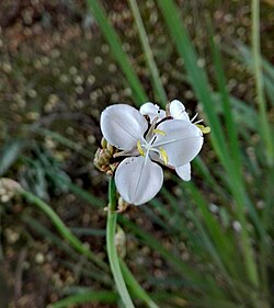 Weiß Libertia Blumensamen zur Aussaat – Halbschatten verträglich – Traditionssorte & ohne Gentechnik Samen Hausgarten