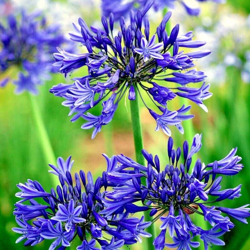 Non gmo light blau nile agapanthus samen
