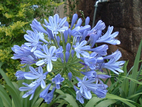 Ornamental light blau nile agapanthus flowering pflanze