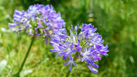 Light blau nile agapanthus in patio containers