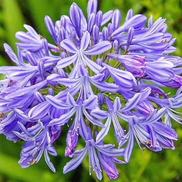 Light blau nile agapanthus samen for anpflanzung